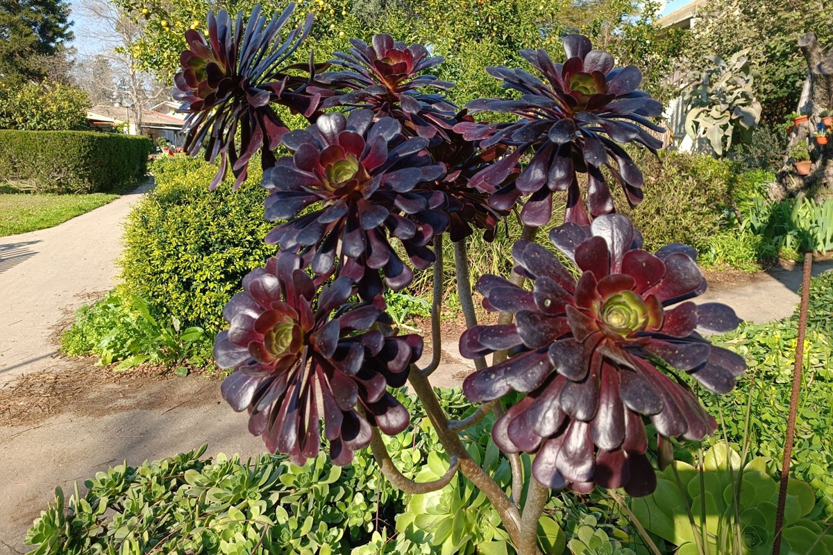 Aeonium : Guide complet pour le planter et l'entretenir efficacement