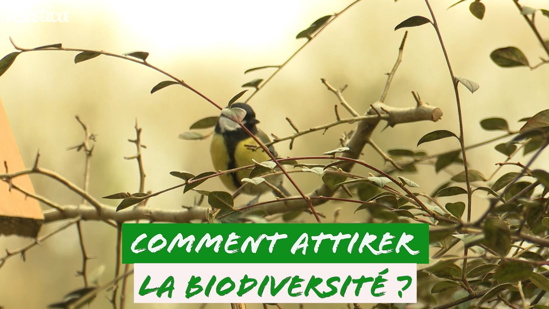 Comment attirer la biodiversité au jardin ?