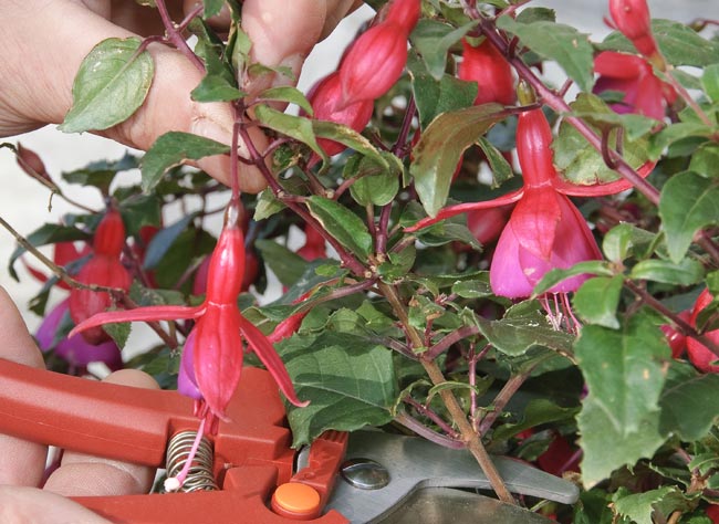 Calendrier des boutures : guide des meilleures périodes pour vos fleurs et arbustes d'ornement