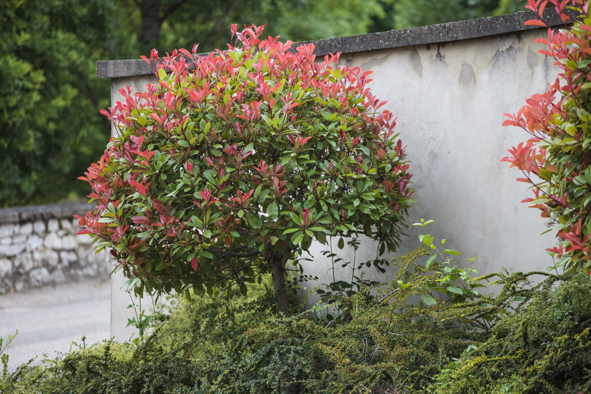 Réussir la taille du photinia : période idéale et conseils pratiques