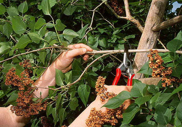 Tailler le lilas : guide pratique pour une floraison éclatante