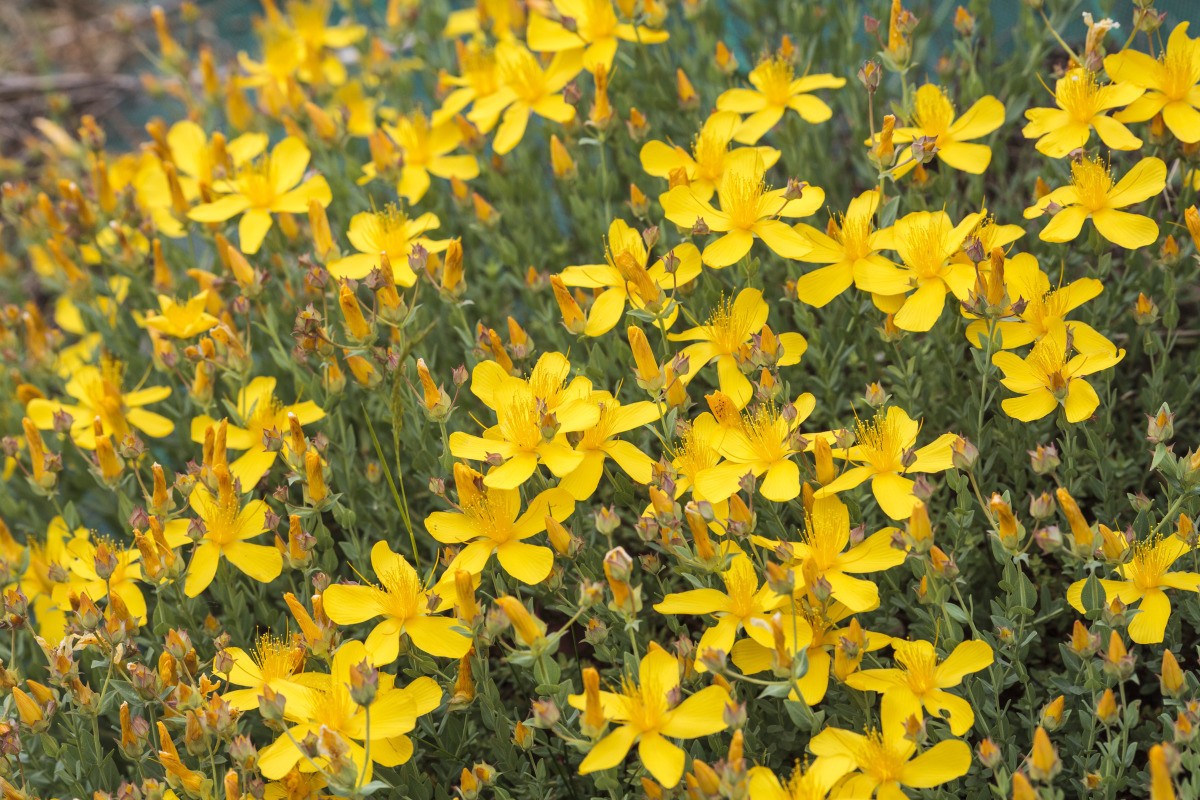 Tailler et rabattre le millepertuis : guide complet pour un jardin florissant
