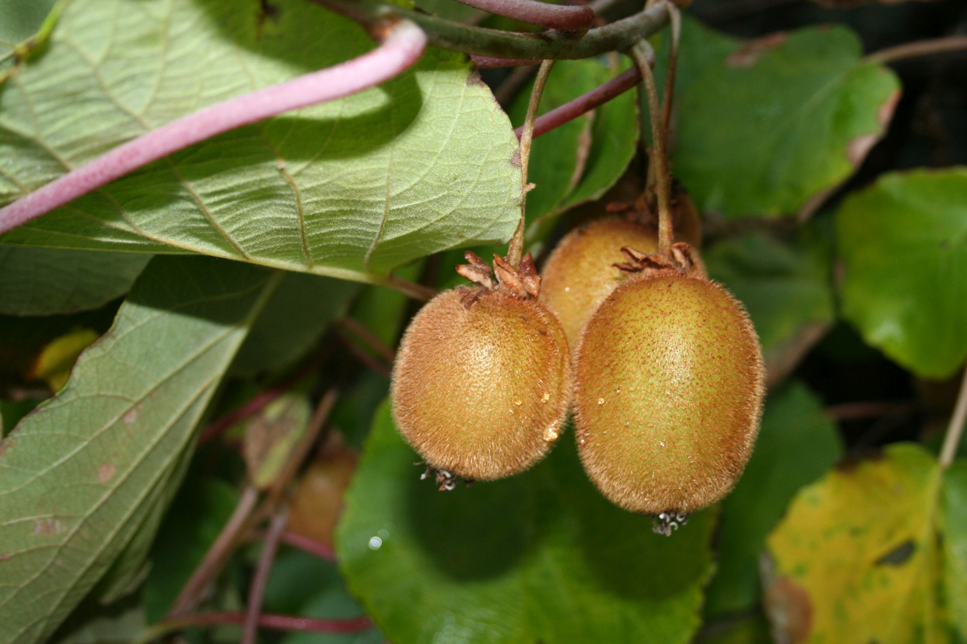 Et si je plantais un kiwi autofertile ?