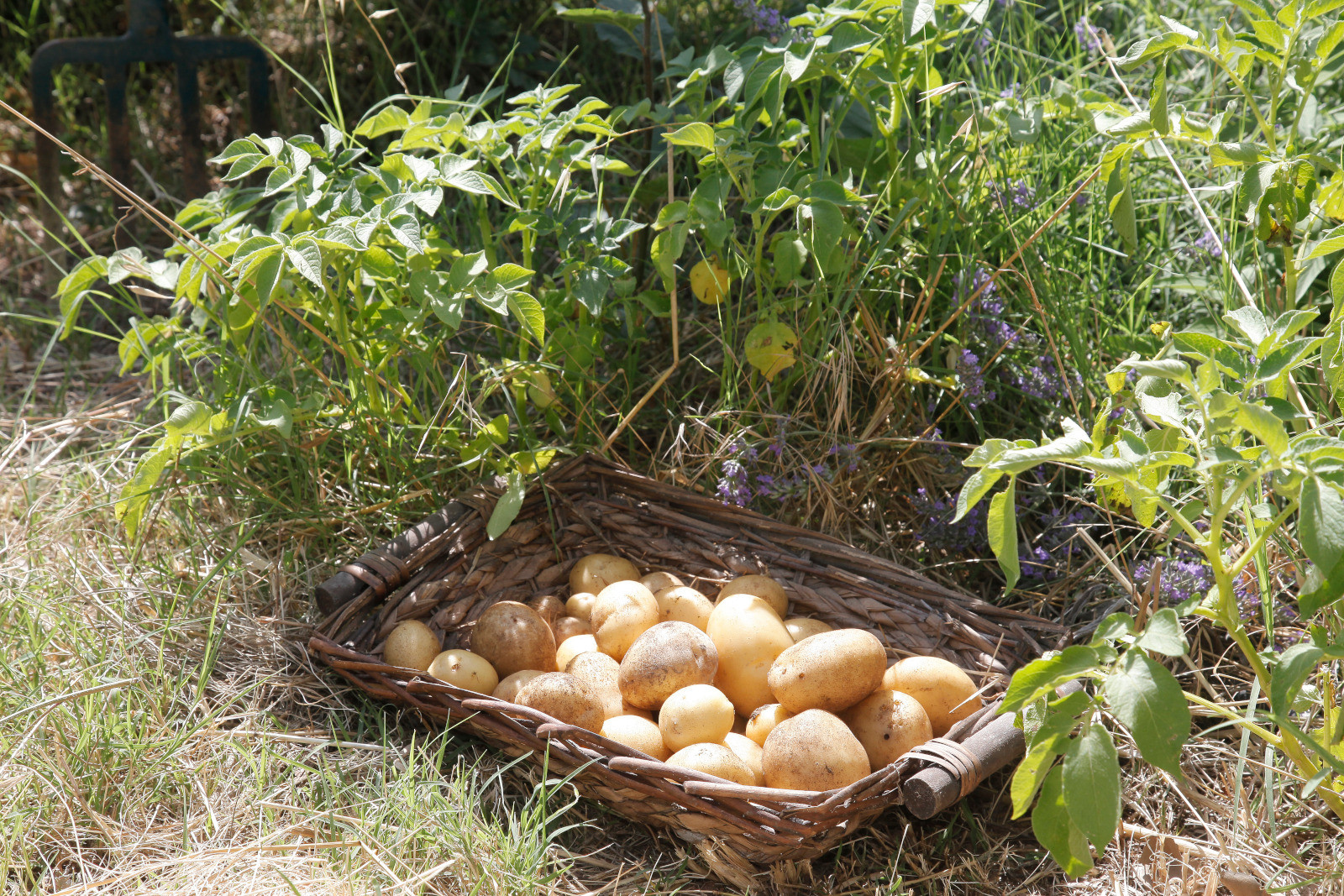 Quand planter les pommes de terre : conseils et astuces