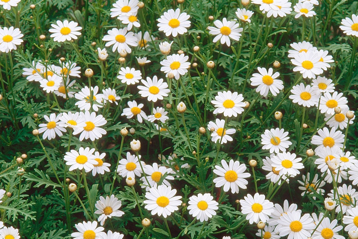 Anthemis : des vivaces éclatantes pour illuminer votre jardin