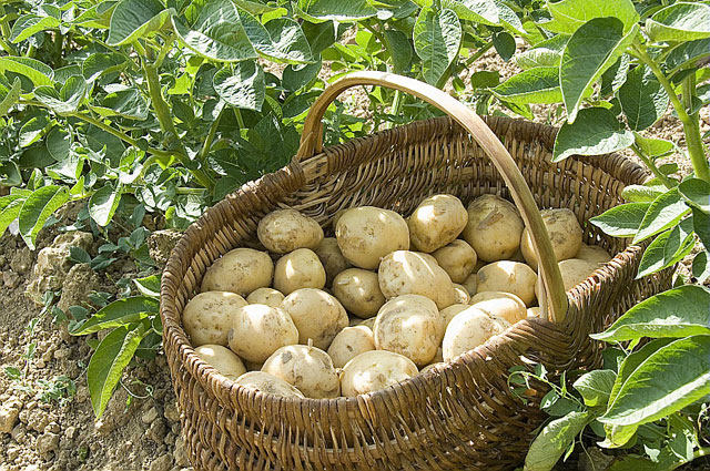 Cultiver la pomme de terre avec la lune : guide pratique pour jardiniers
