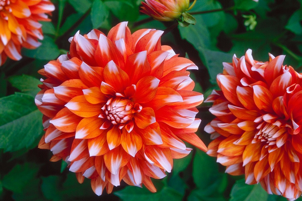 Dahlia : Guide complet pour réussir la culture, la plantation et l'entretien