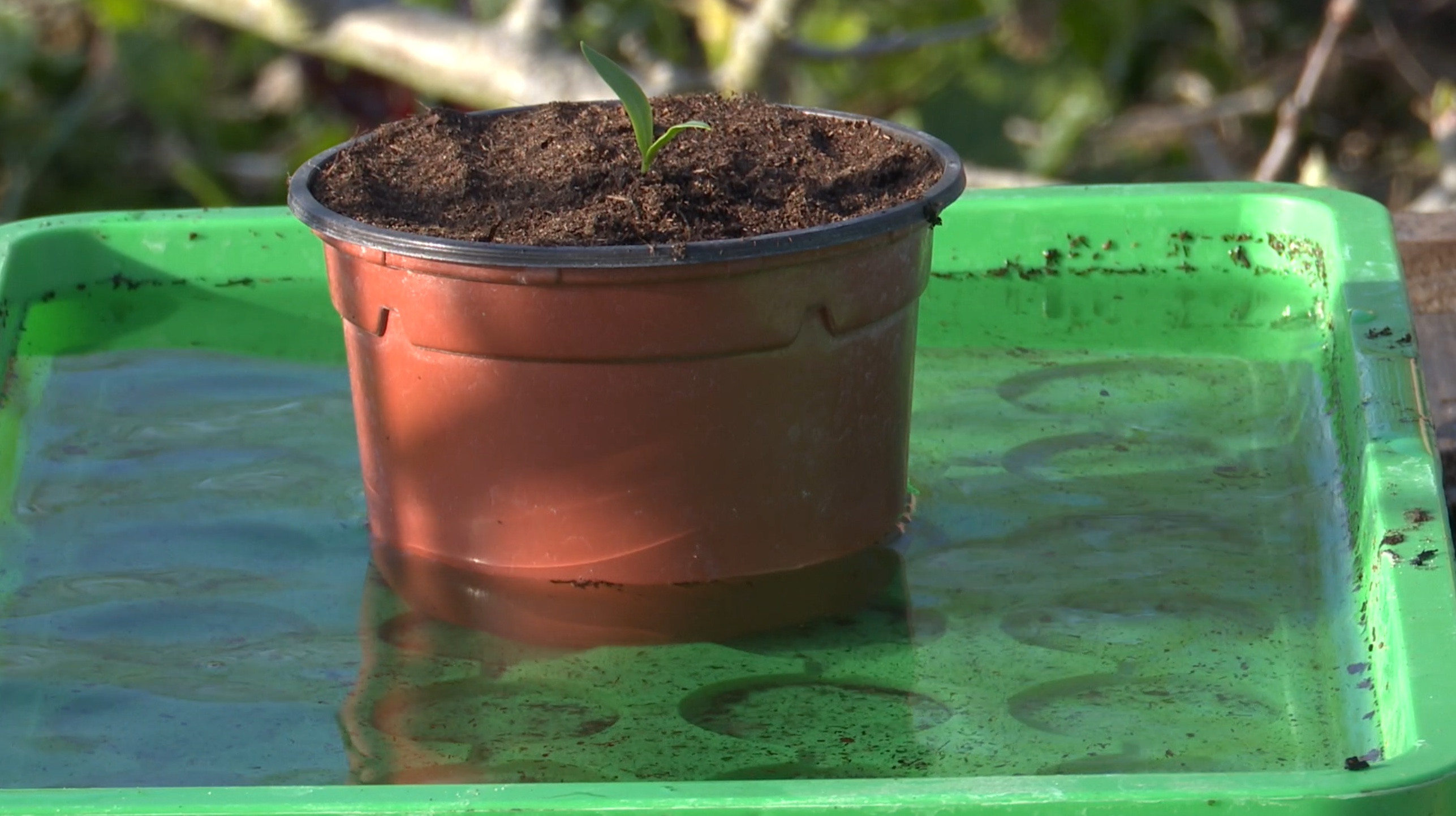 Comment repiquer les semis de tomates efficacement ?