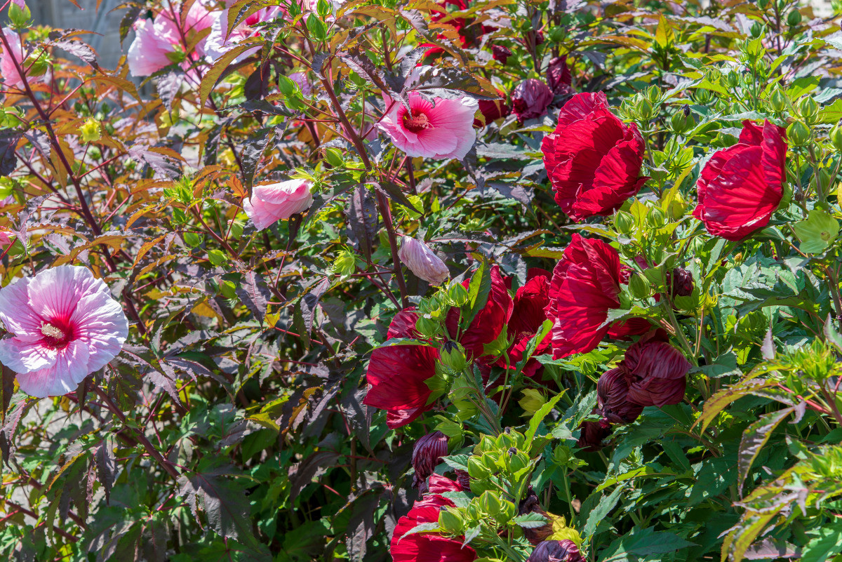 Hibiscus : un arbuste à la floraison exotique