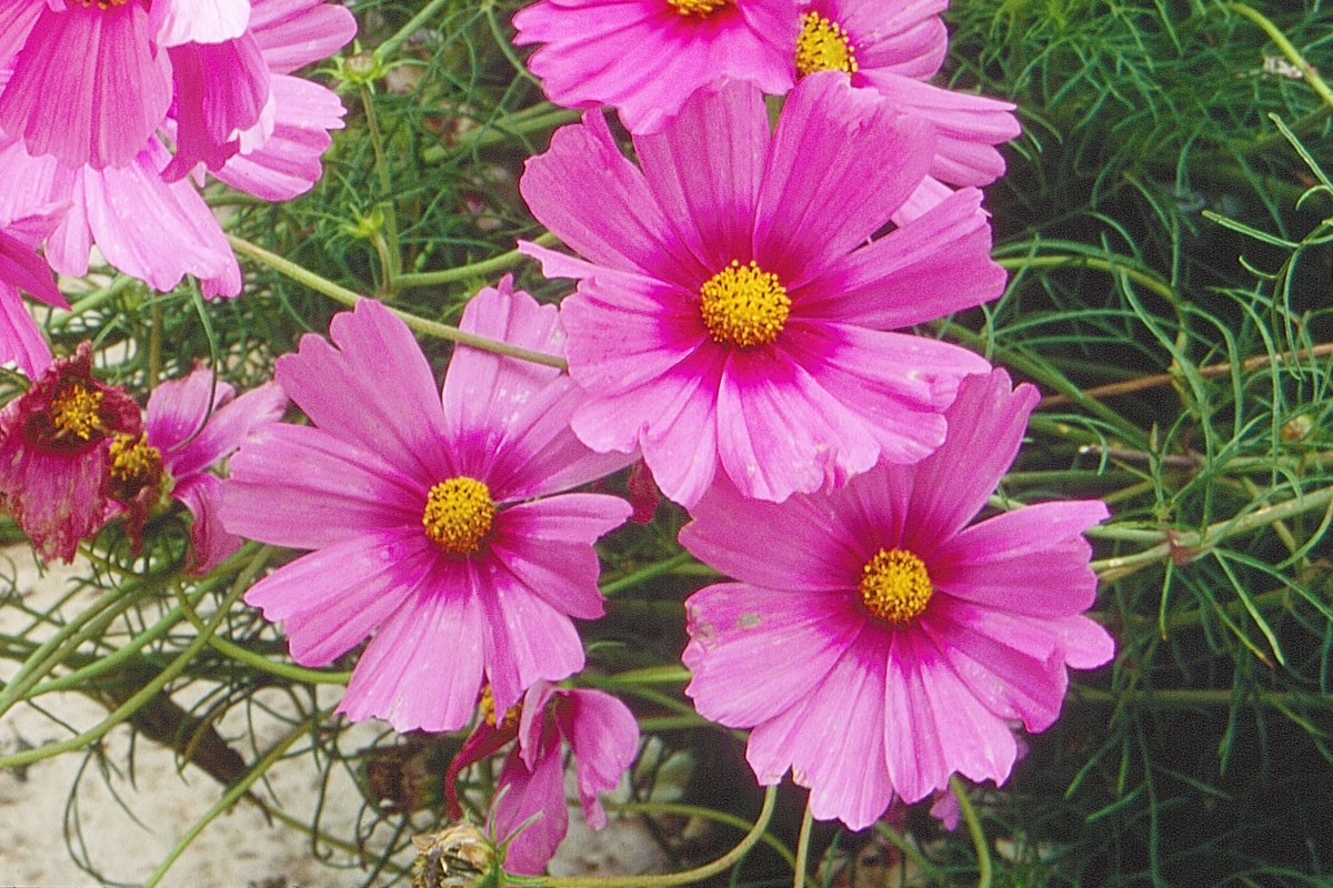 Cosmos : une constellation de fleurs à découvrir au jardin
