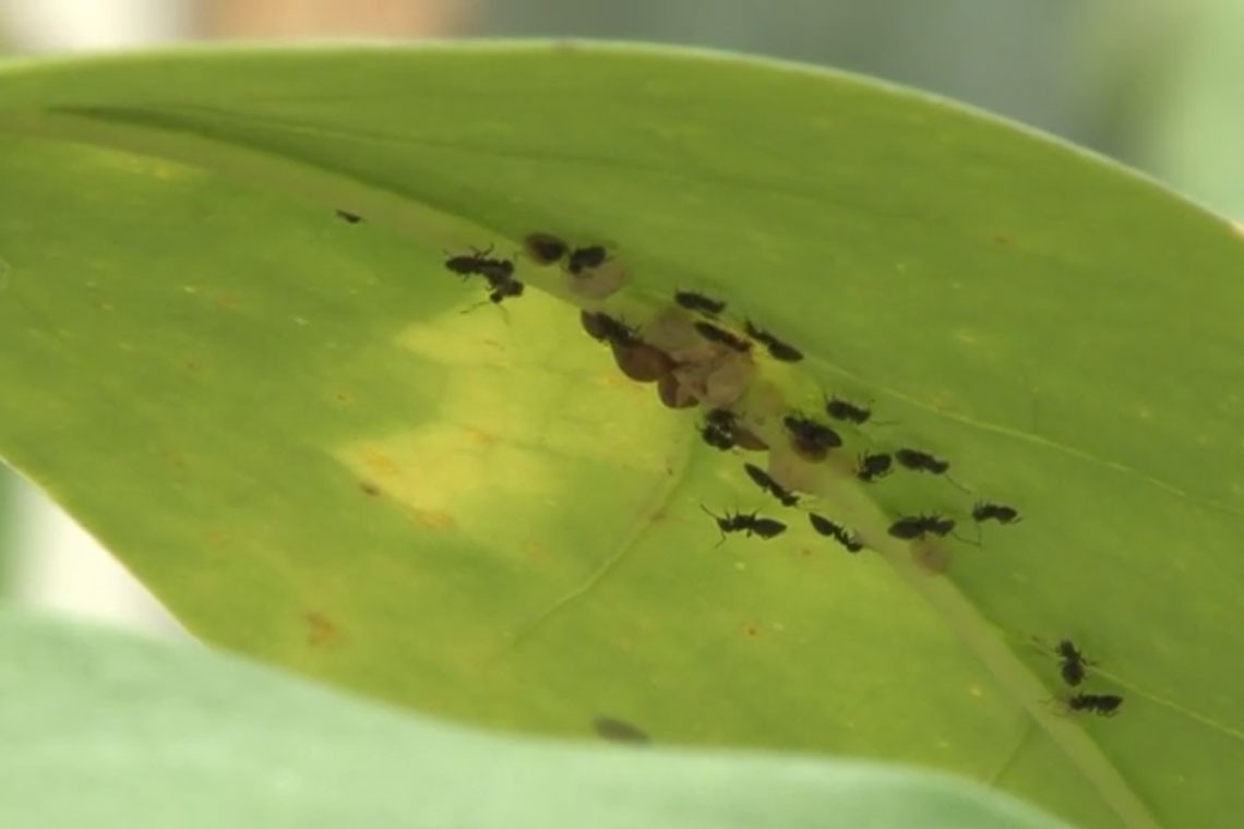 La lutte écologique pour éliminer les fourmis dans vos plantes