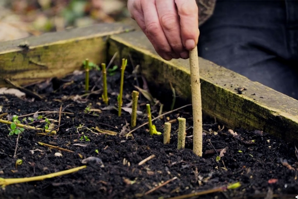 Réussir le bouturage du forsythia : guide pratique pour les jardiniers