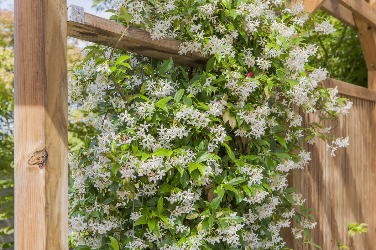 Jasmin étoilé : conseils pour sa plantation et son entretien au jardin
