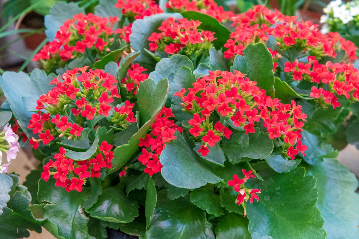 Kalanchoe : Guide complet pour sa plantation et son entretien