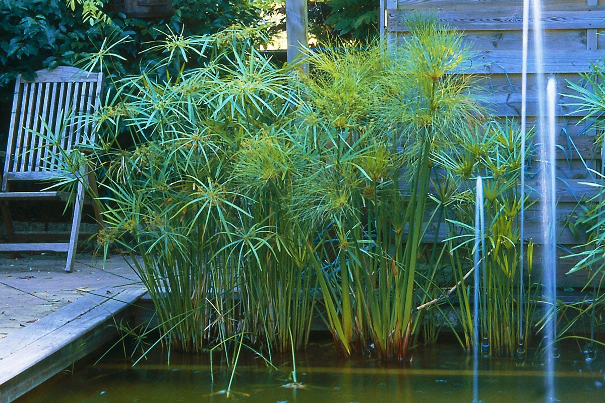 Papyrus : comment planter et entretenir cette plante exotique ?
