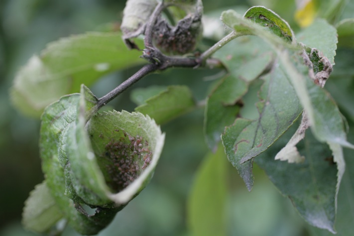 Le puceron : comment le reconnaître et le combattre efficacement au jardin