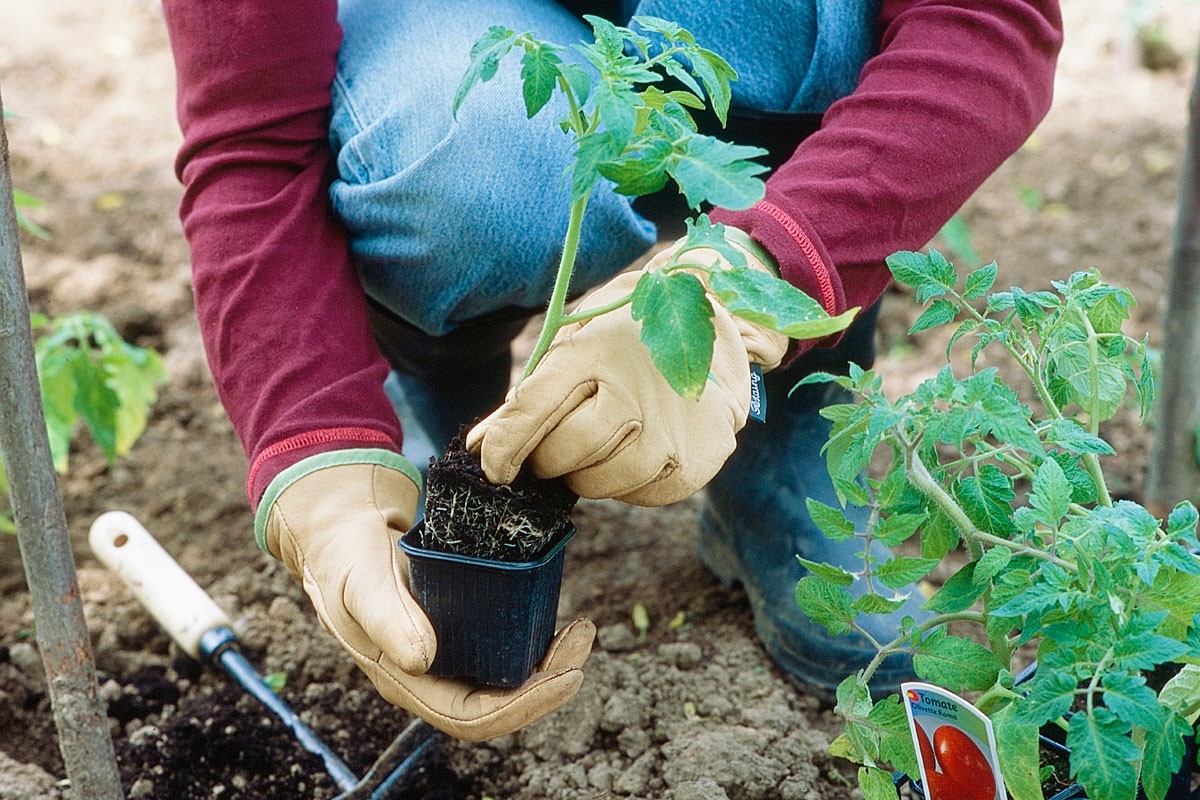 Quand repiquer les tomates : guide pratique pour un potager réussi