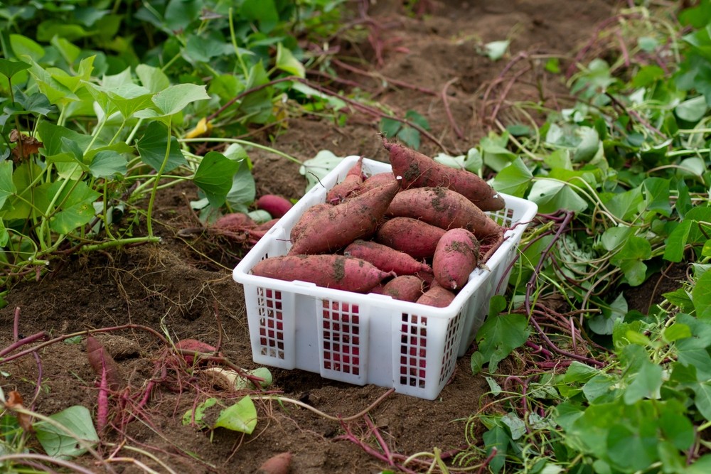 H1 : Culture de la patate douce : conseils pour réussir sa plantation et son entretien
