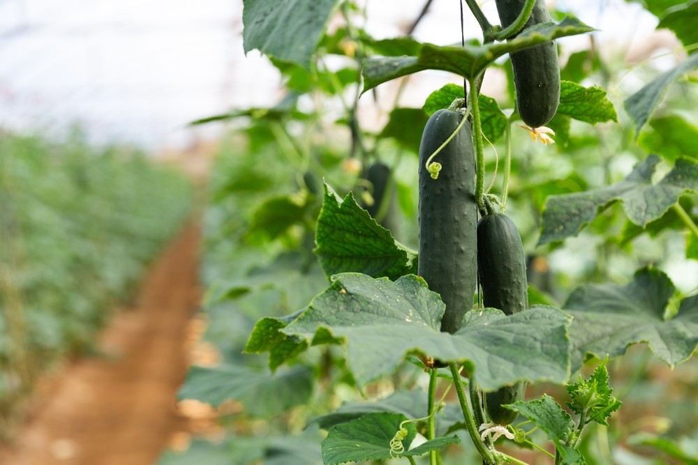 Concombre : guide complet pour réussir sa culture au potager