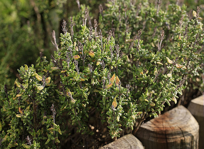 Réussir le bouturage du thym : technique et conseils pour un jardin aromatique florissant