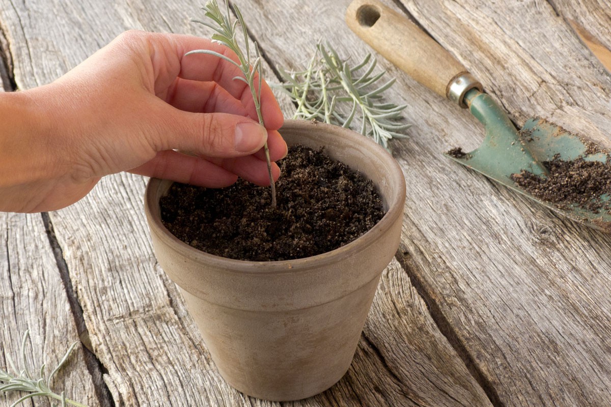 Réussir le bouturage de la lavande : guide pratique et astuces