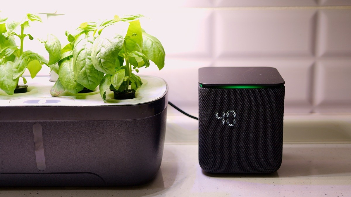 Potager d’intérieur : cultiver facilement chez soi toute l’année