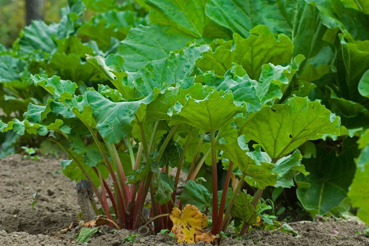 Quand et comment transplanter un pied de rhubarbe ?
