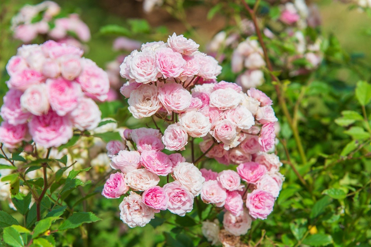 Découvrez les plus belles roseraies de France à visiter ce printemps
