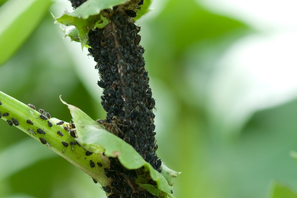 Puceron noir : comment prévenir sa prolifération au jardin ?