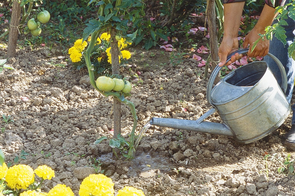 Comment bien arroser les tomates au potager ?
