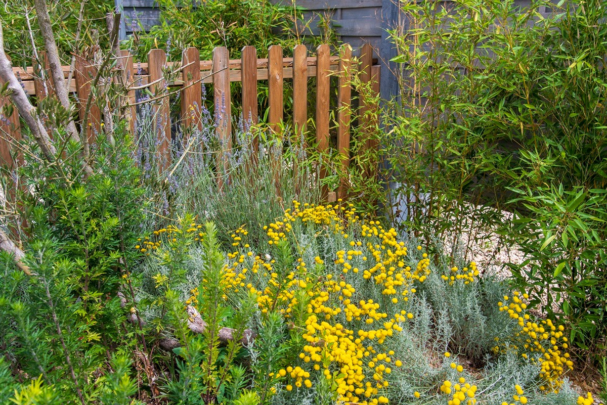 Choisir des plantes méditerranéennes sans arrosage pour un jardin sec