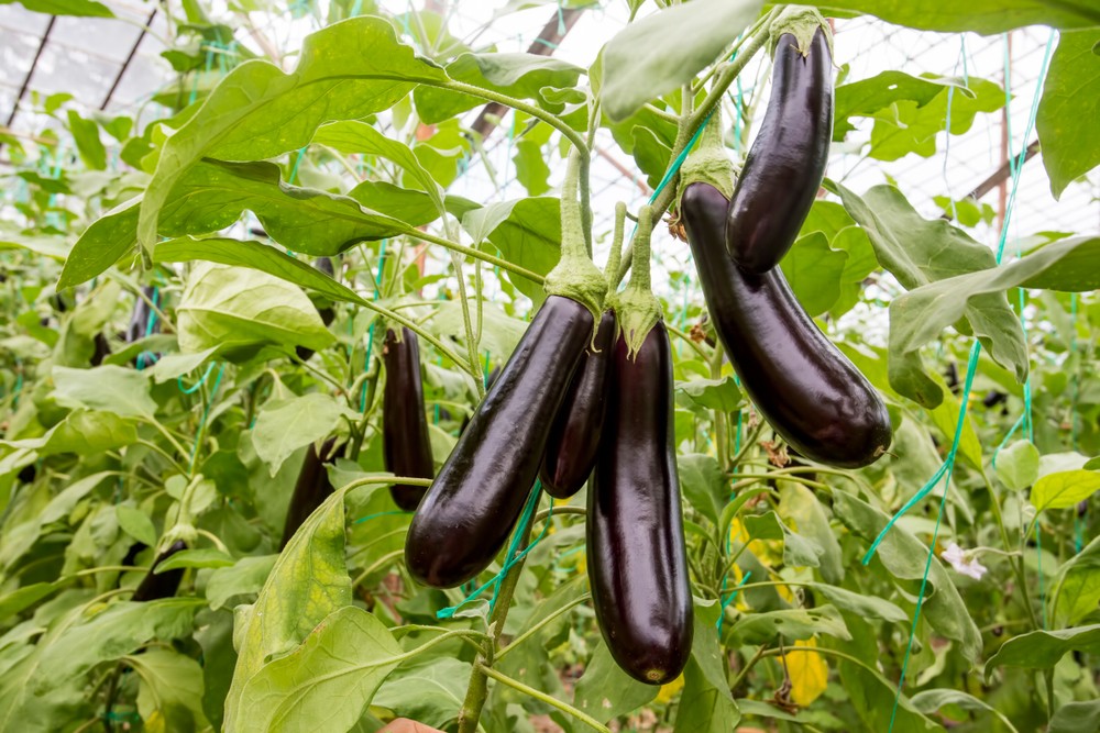 Aubergine : culture, semis, plantation, entretien et récolte au potager
