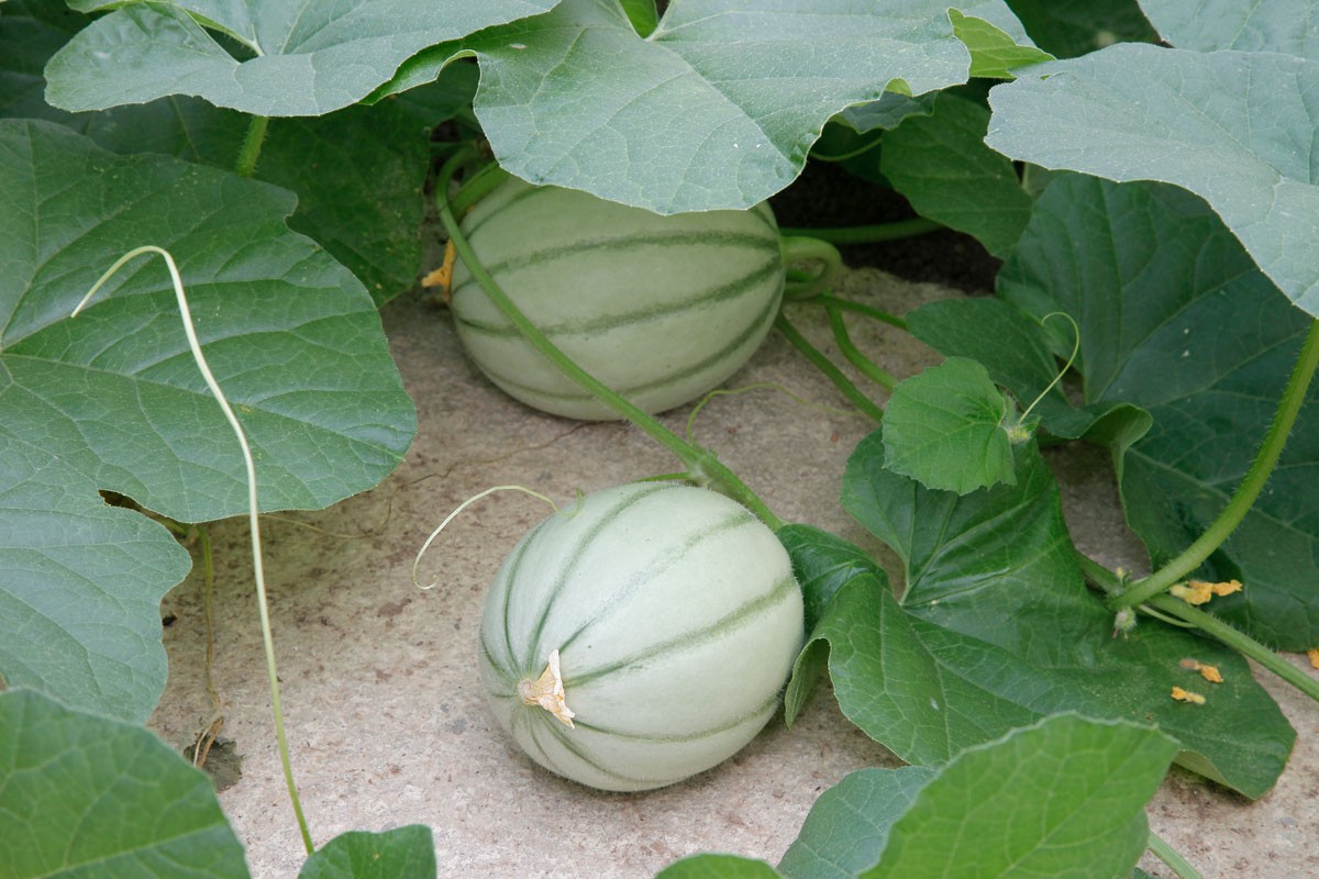 Melon : guide complet pour planter et réussir votre culture
