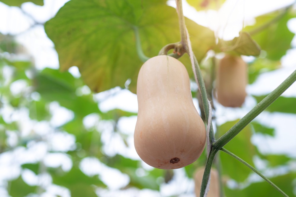Butternut : guide complet pour la culture et l'entretien de la courge butternut au potager