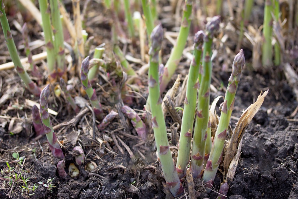 Asperge : culture, semis, entretien et récolte de ce légume d'exception