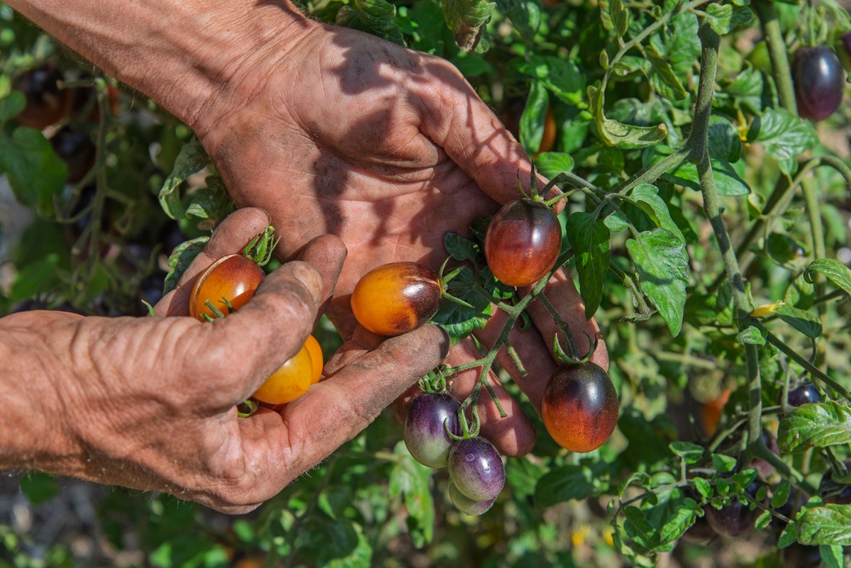 Avoir de belles tomates : les 5 erreurs à éviter selon Hubert Fontaine