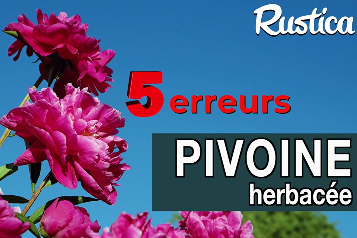 Comment faire refleurir ma pivoine au printemps ?