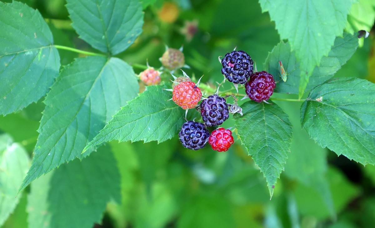 Framboises bleues : un mythe ou une réalité ?