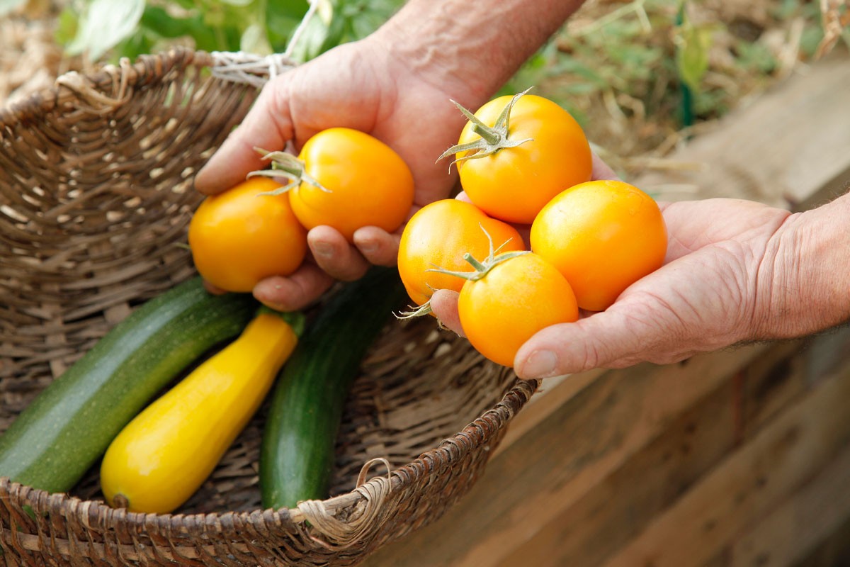 Jardiner avec la Lune : Guide des jours-fruits et graines pour un jardin prospère