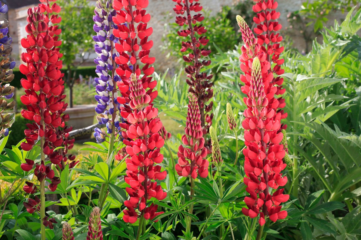 Lupin : tout savoir sur sa plantation, culture et entretien
