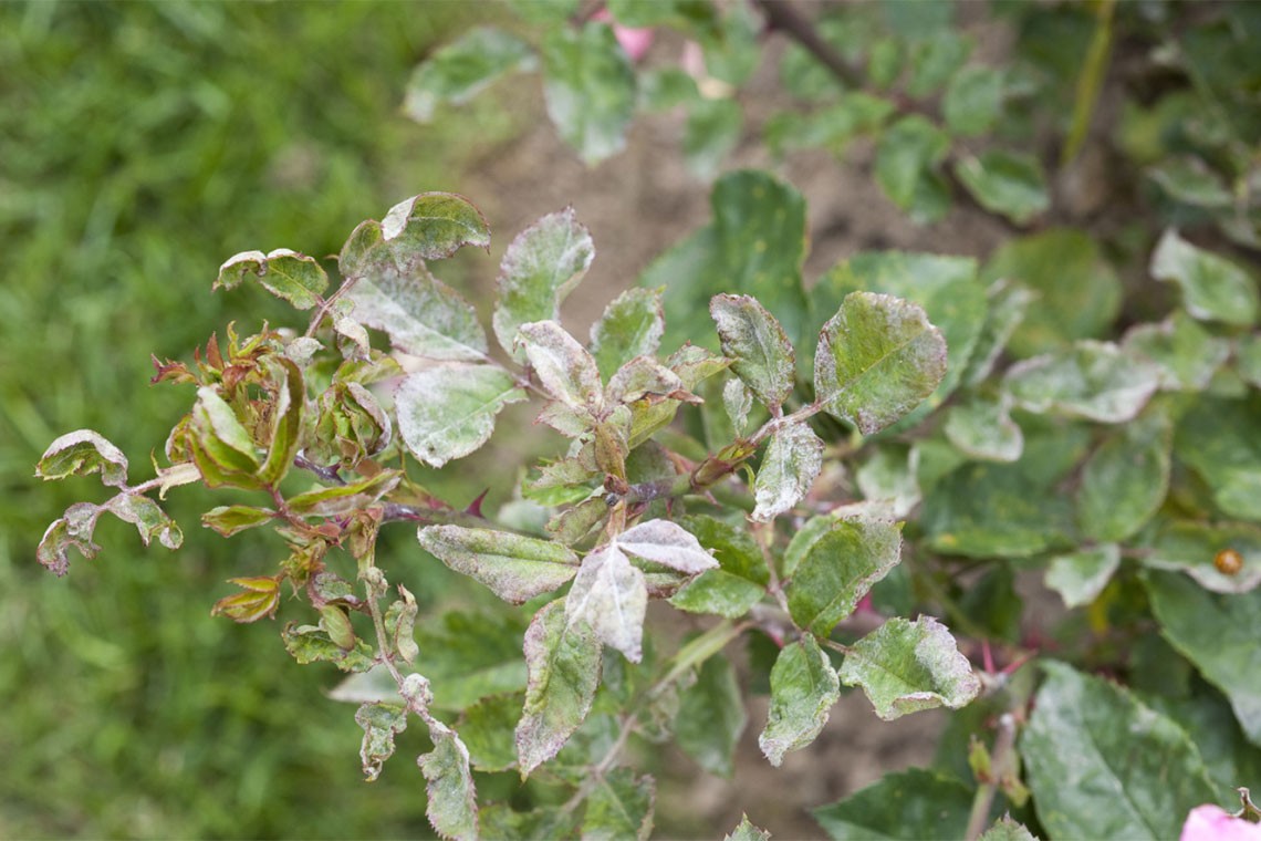 L'oïdium du rosier : comment l'identifier et le traiter efficacement ?