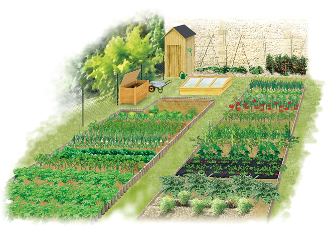 Comment organiser son potager pour une récolte optimale ?