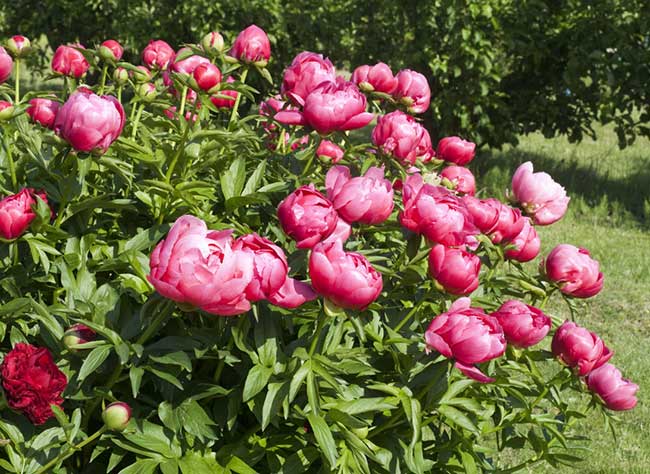 Multiplication de la pivoine herbacée par bouturage des racines : guide pratique