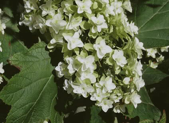 Comment réussir la bouture de l'hortensia : guide complet