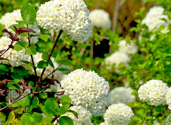 Tailler la viorne boule de neige : conseils et astuces après la floraison