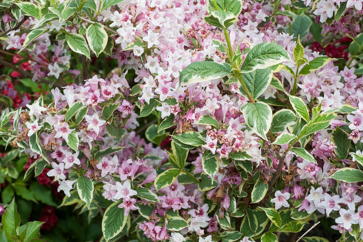 Weigelia : Guide complet pour le planter et l'entretenir efficacement
