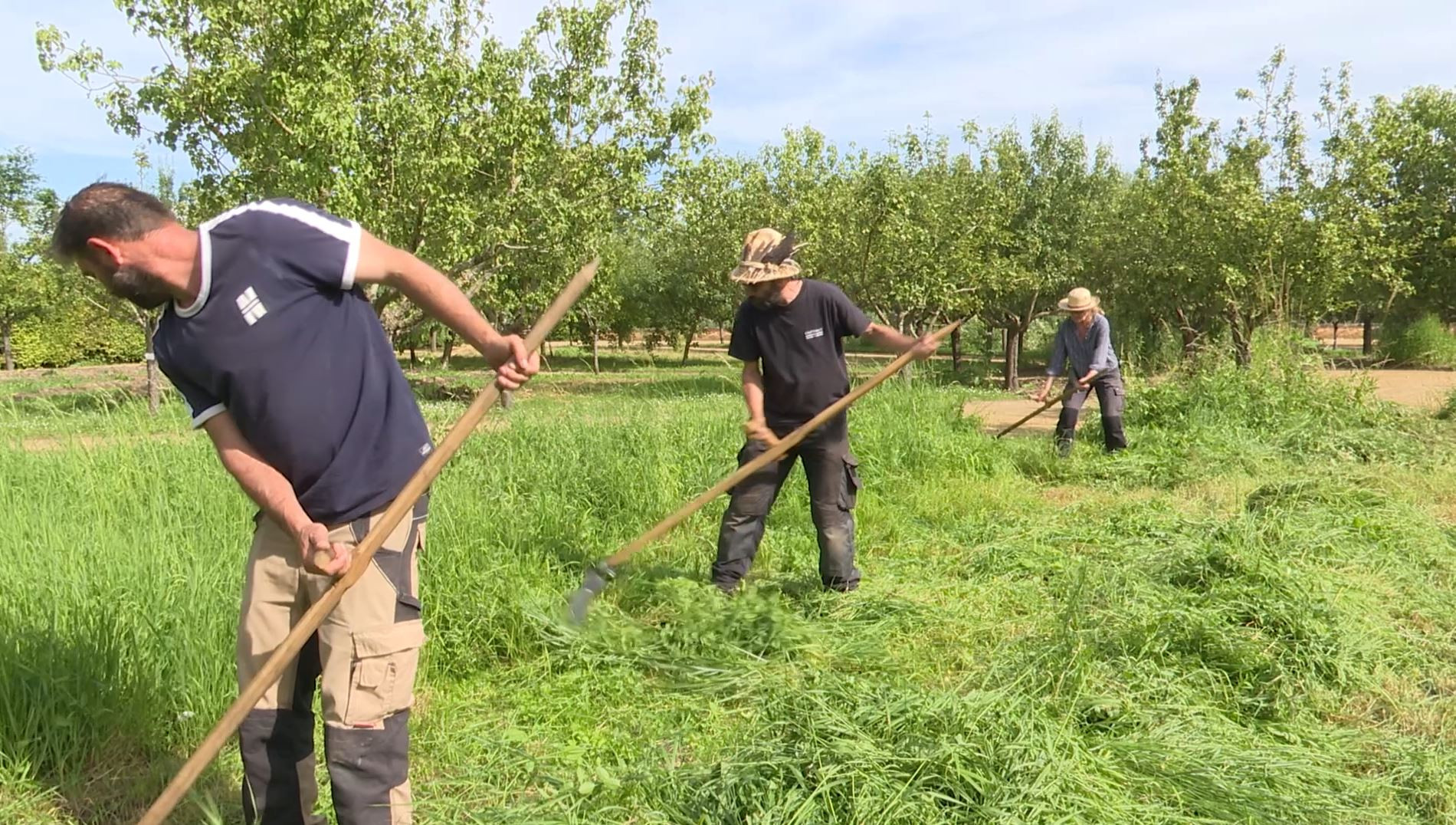Comment faucher à la faux la prairie de son jardin ?