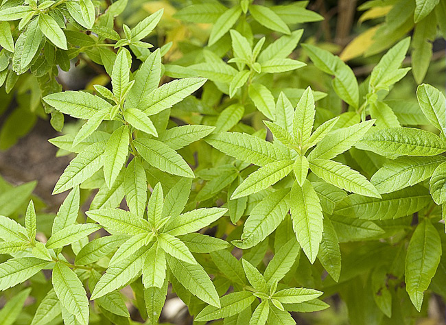 La récolte et la conservation de la verveine : conseils pratiques