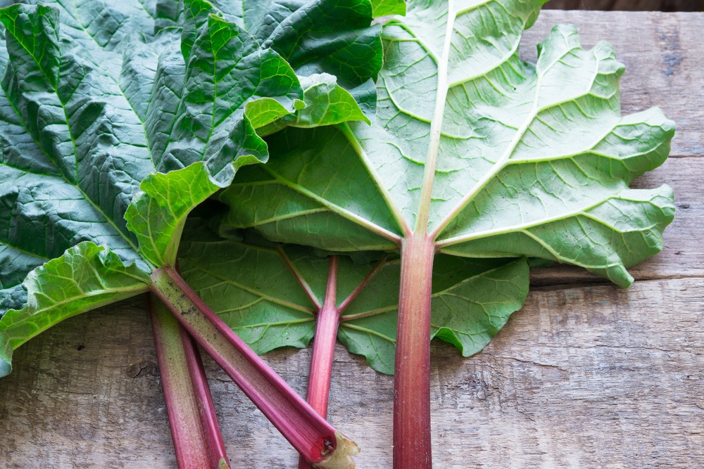 Comment recycler les feuilles de rhubarbe au jardin ?