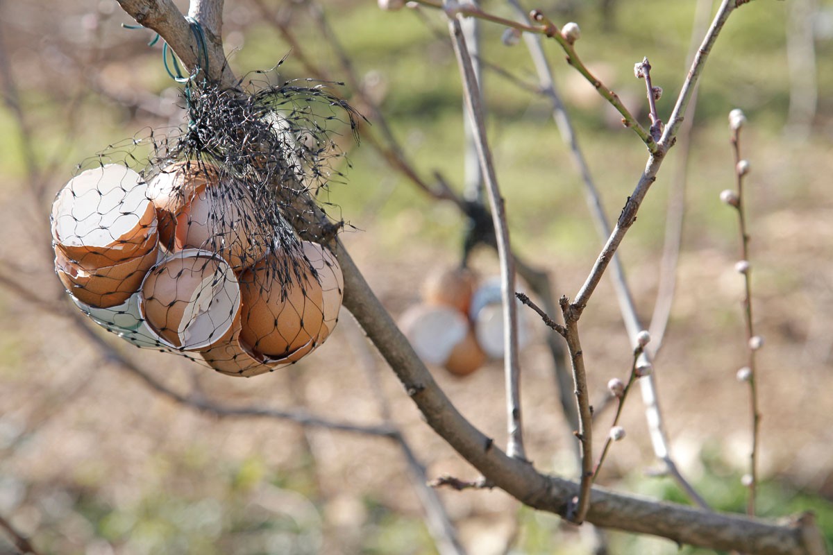 Recycler les coquilles d’œufs au jardin : astuces et bienfaits